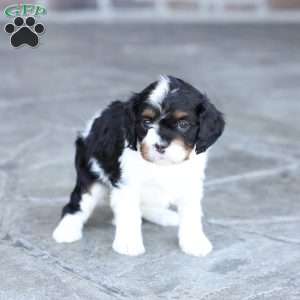 April, Cavapoo Puppy